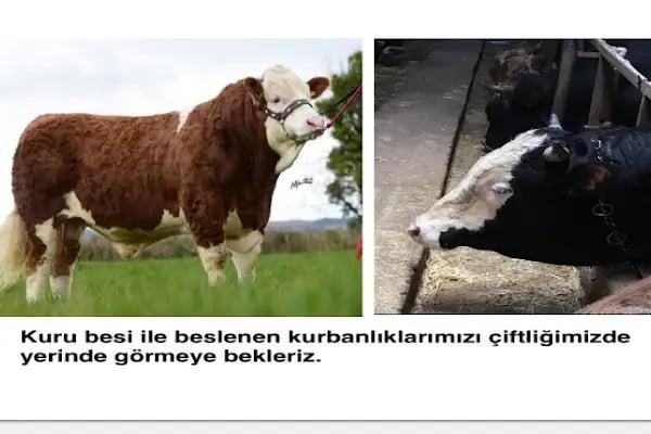 AÇIKYILDIZ BESİ ÇİFTLİĞİ KURBANLIK SATIŞ VE KESİM YERİ - Resim 7