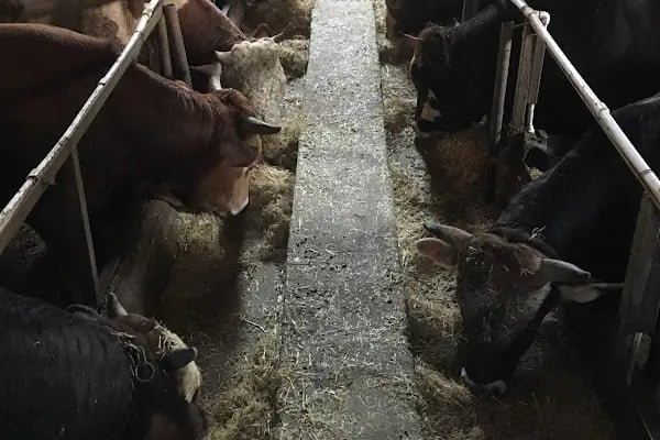 AÇIKYILDIZ BESİ ÇİFTLİĞİ KURBANLIK SATIŞ VE KESİM YERİ - Resim 4