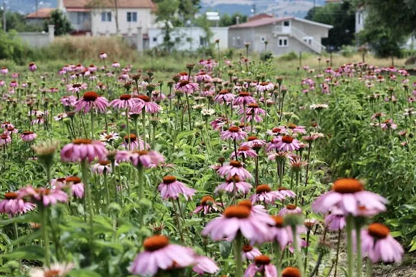 19 Mayıs Bağ Evi - Resim 3