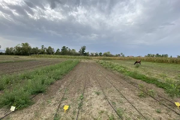 19 Mayıs Bağ Evi - Resim 6