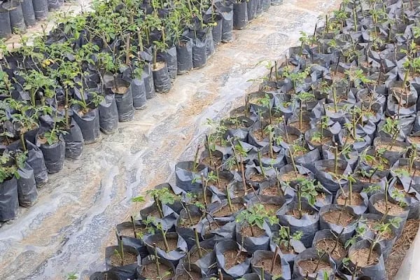 19 Mayıs Bağ Evi - Resim 11