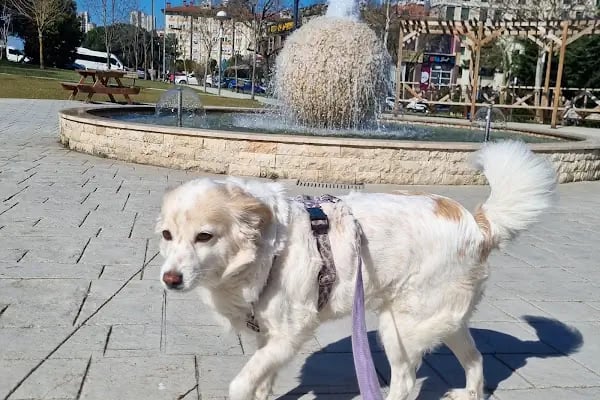Ataşehir Parkı - Resim 9