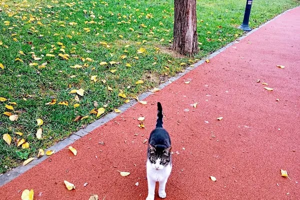 Ataşehir Parkı - Resim 17