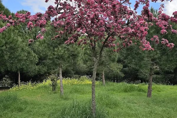 Ataşehir Parkı - Resim 4