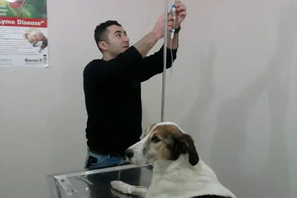 BURHANİYE KEMER VETERİNER KLİNİĞİ - Resim 5