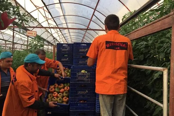 MEYVACILAR2 İTHALAT İHRACAT TİC LTD.ŞTİ ÜRETİM TESİSLERİ - Resim 15
