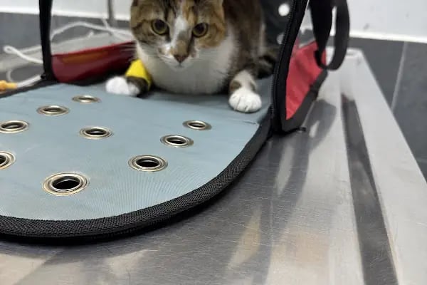 Mahmutlar Veteriner Polikliniği - Resim 18