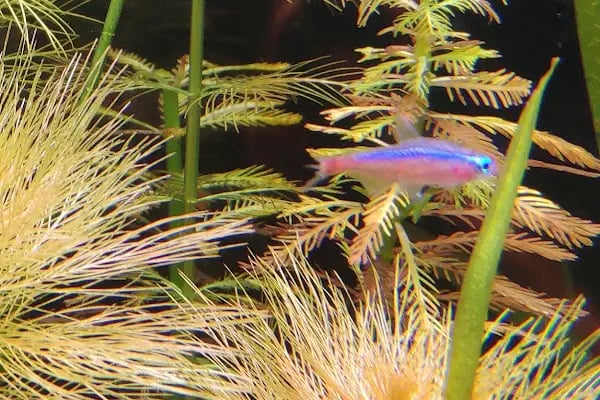 Bursa Cihan Akvaryum &amp; Petshop - Resim 1