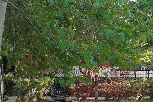Yeşilgöl restaurant cafe - Resim 19