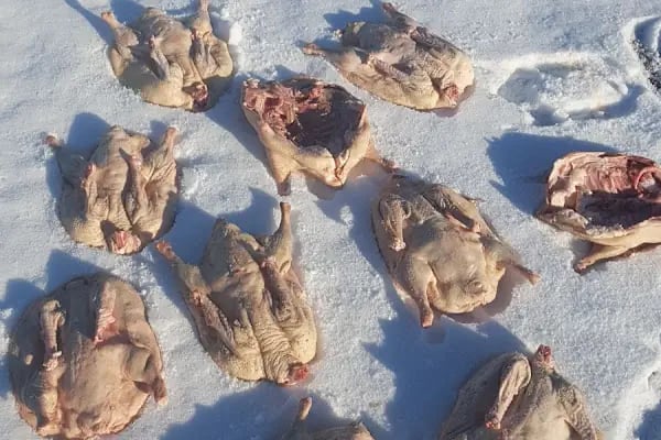Kars Ardahan Iğdır Organik Market ( KARS KAZ ETİ) ANADOLUM - Resim 4