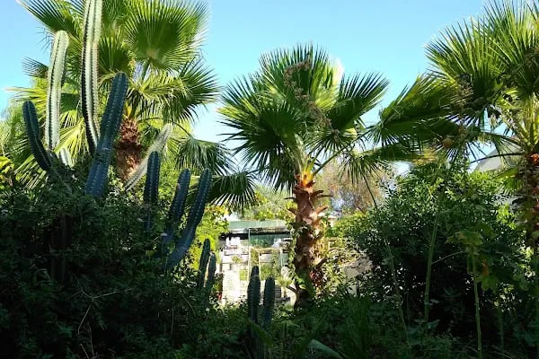 Palm Garden Gumbet Hotel - Resim 17