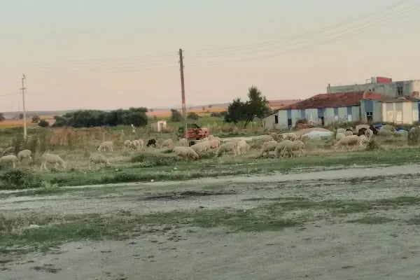 Enez Çetinkaya Restaurant (Satır Et) - Resim 10