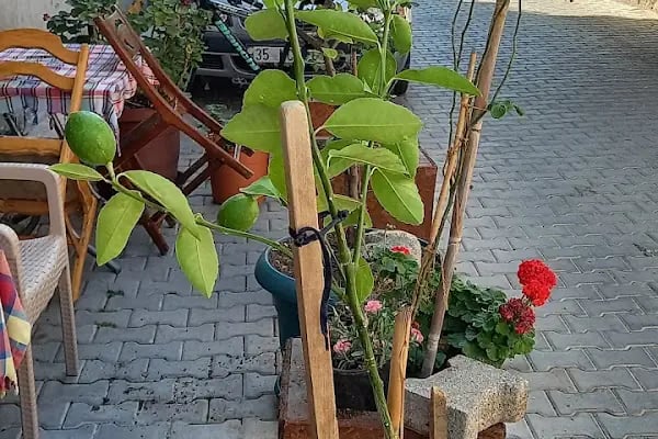 Aydın Pansiyon - Resim 3