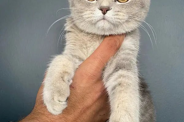 KONYA VETLANTİS VETERİNER KLİNİĞİ - Resim 10