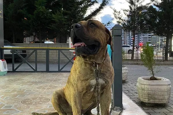 KONYA VETLANTİS VETERİNER KLİNİĞİ - Resim 11