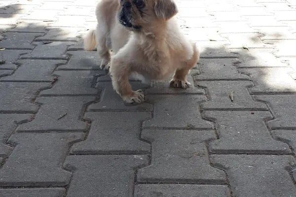 Side Veteriner Kliniği - Resim 19