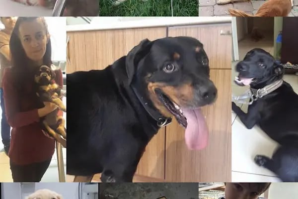 Burcu Veteriner Kliniği - Resim 12