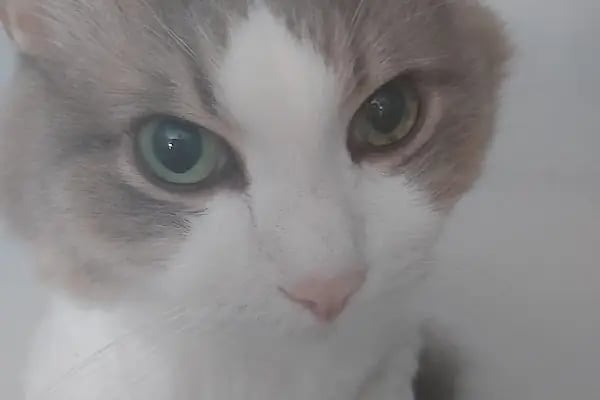Burcu Veteriner Kliniği - Resim 10