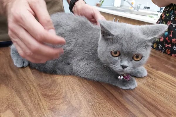 Burcu Veteriner Kliniği - Resim 15