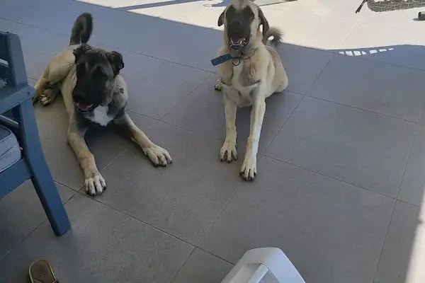 Burcu Veteriner Kliniği - Resim 3