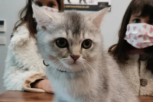 Burcu Veteriner Kliniği - Resim 20