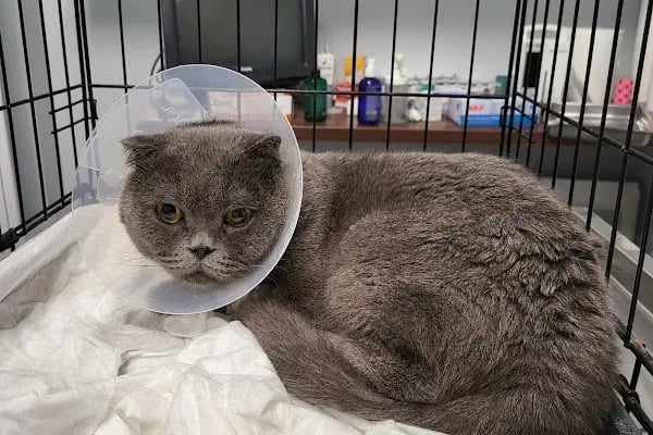 Burcu Veteriner Kliniği - Resim 2