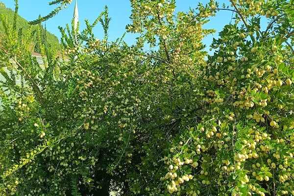 Anamur Bahçesi - Resim 11
