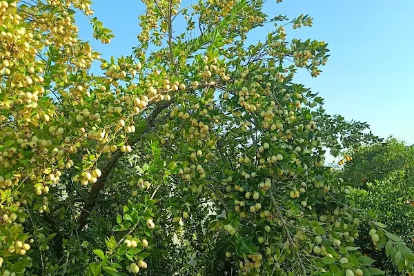 Anamur Bahçesi - Resim 3