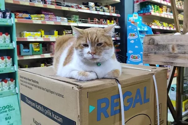 Seç Market - Çukurova Güneş - Resim 5