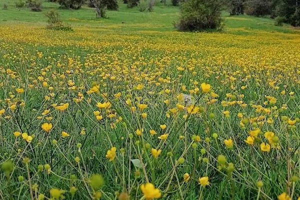 Karagöl Milli Parkı (Tabiat Parkı) - Resim 20