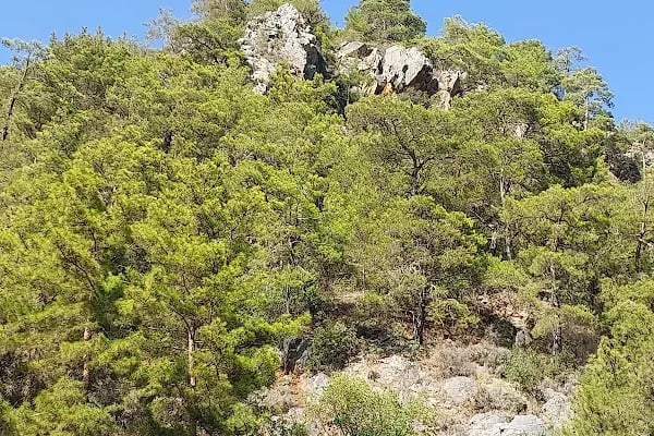 Dim Çayı Piknik Yeri - Resim 9