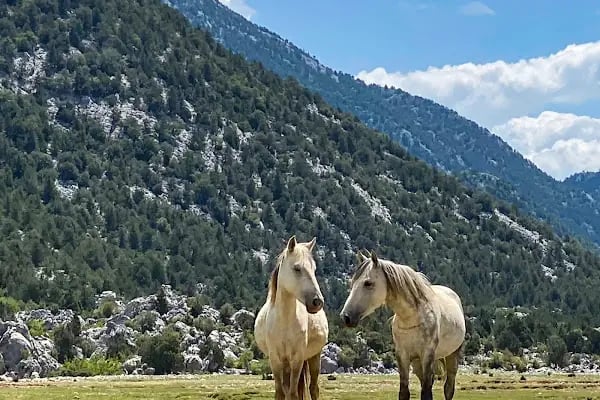 Manavgat At Çiftliği - Akseki Ali Pasa Konagi yeni At ciftlik - Resim 5