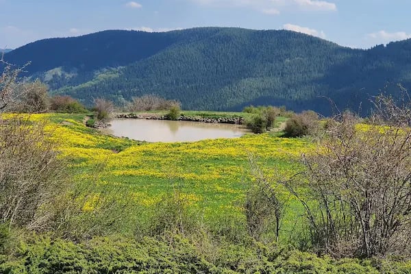 Çamlıdere Orman İşletme Müdürlüğü - Resim 13