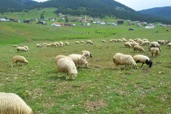 Çamlıdere Orman İşletme Müdürlüğü - Resim 16