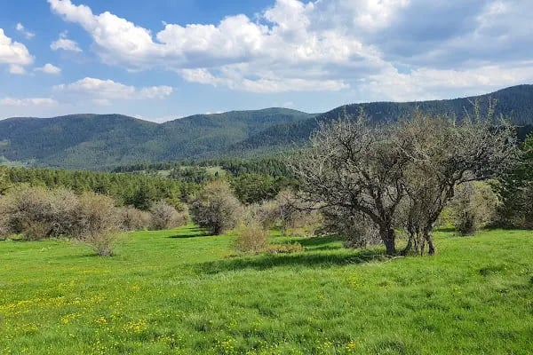 Çamlıdere Orman İşletme Müdürlüğü - Resim 3