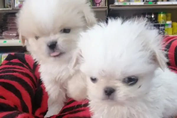 Denizli Twenty Petshop - Resim 2