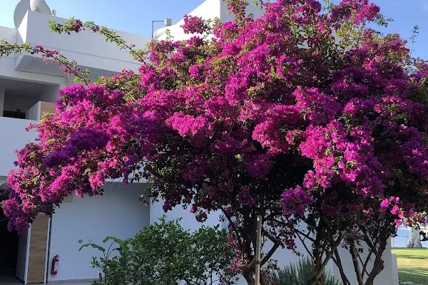 Gümbet Cove Hotel, Muğla Türkiye - Resim 10