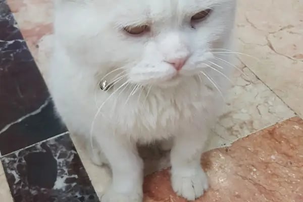 Gaziantep Okyanus Pet Store Akvaryum - Resim 11
