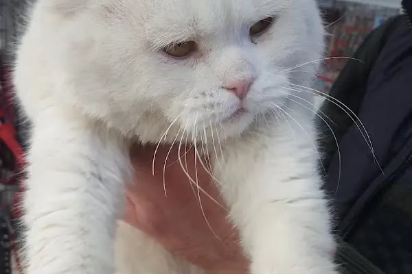 Gaziantep Okyanus Pet Store Akvaryum - Resim 9