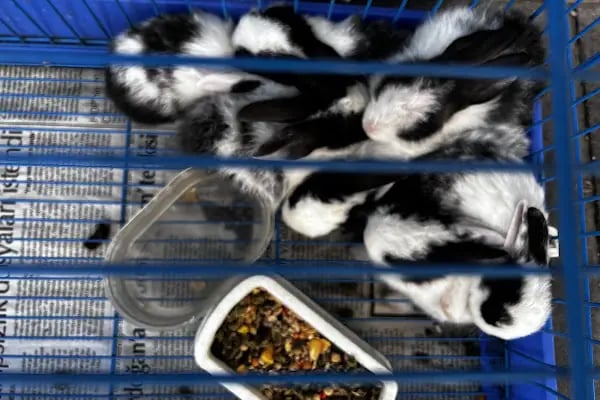 Gaziantep Okyanus Pet Store Akvaryum - Resim 2