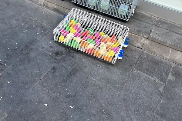 Gaziantep Okyanus Pet Store Akvaryum - Resim 12
