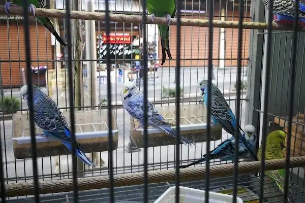 Gaziantep Okyanus Pet Store Akvaryum - Resim 5