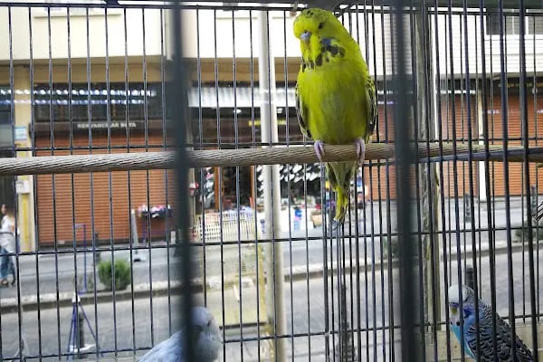 Gaziantep Okyanus Pet Store Akvaryum - Resim 4