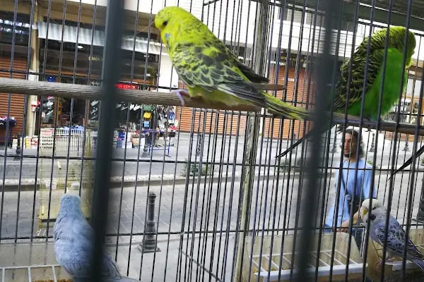 Gaziantep Okyanus Pet Store Akvaryum - Resim 7