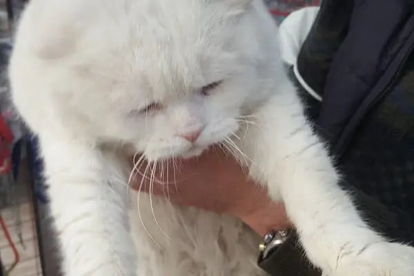 Gaziantep Okyanus Pet Store Akvaryum - Resim 10