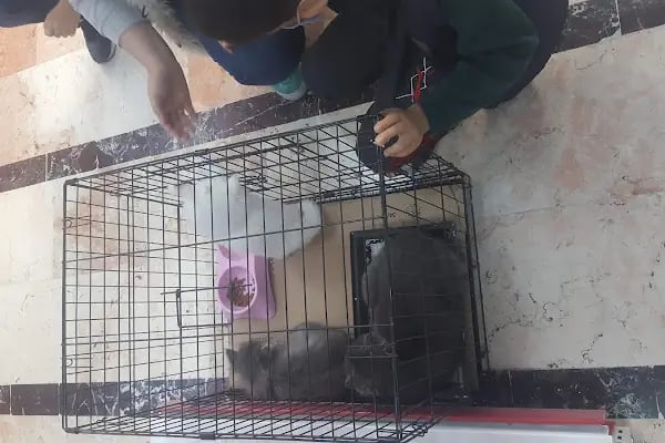Gaziantep Okyanus Pet Store Akvaryum - Resim 19