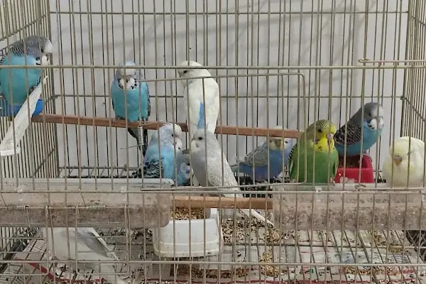Yunus Petshop - Resim 3