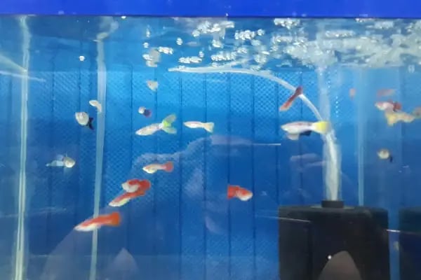 Yunus Petshop - Resim 9