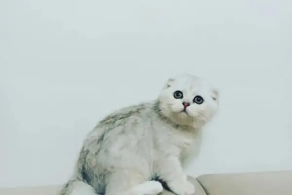 Yunus Petshop - Resim 6