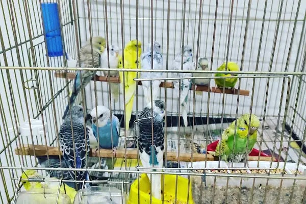 Yunus Petshop - Resim 12